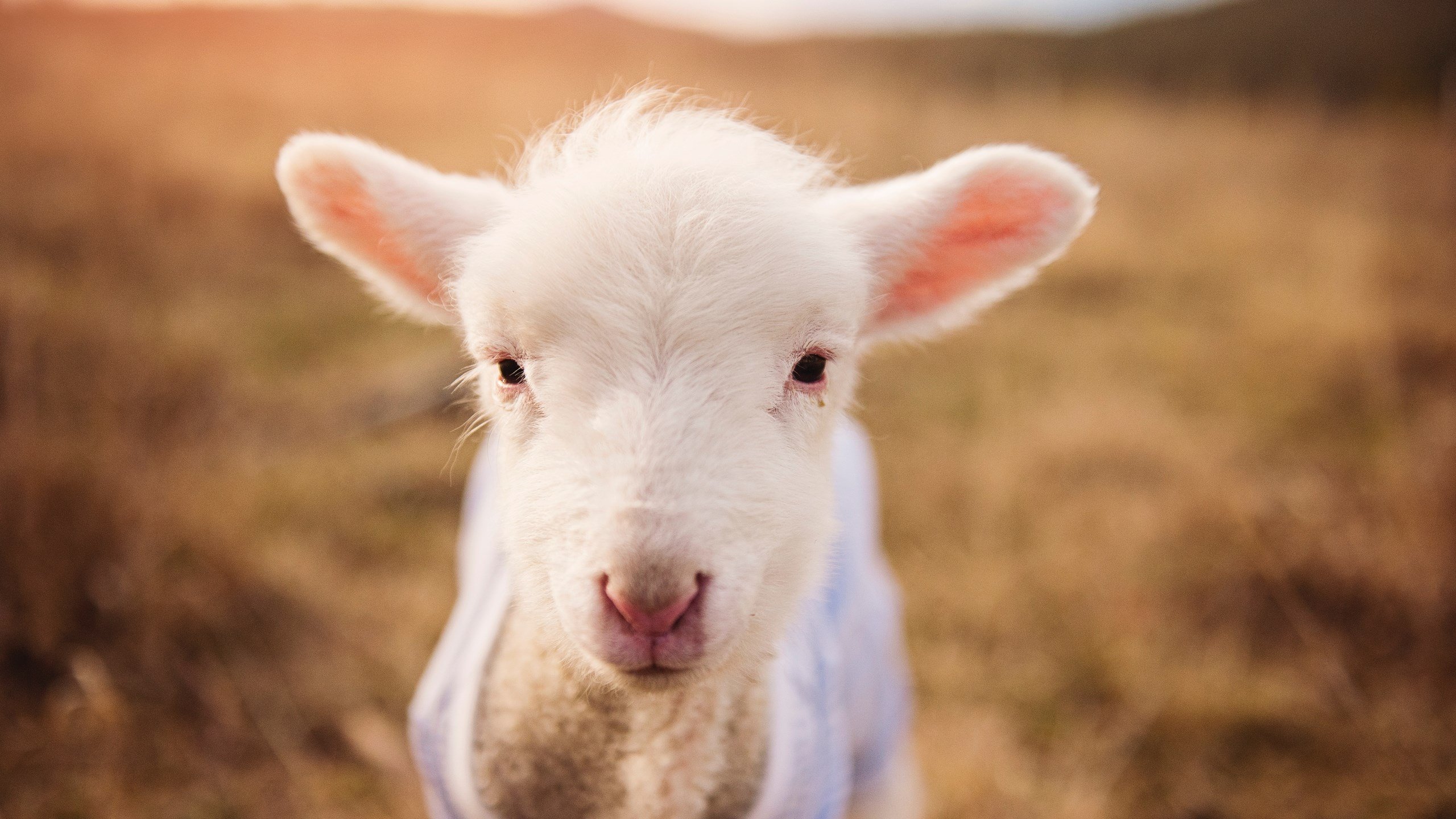 九游娱乐(jiuyou)官方网站-退役明星再出发：转变身份，影响新一代，明星退役叫什么