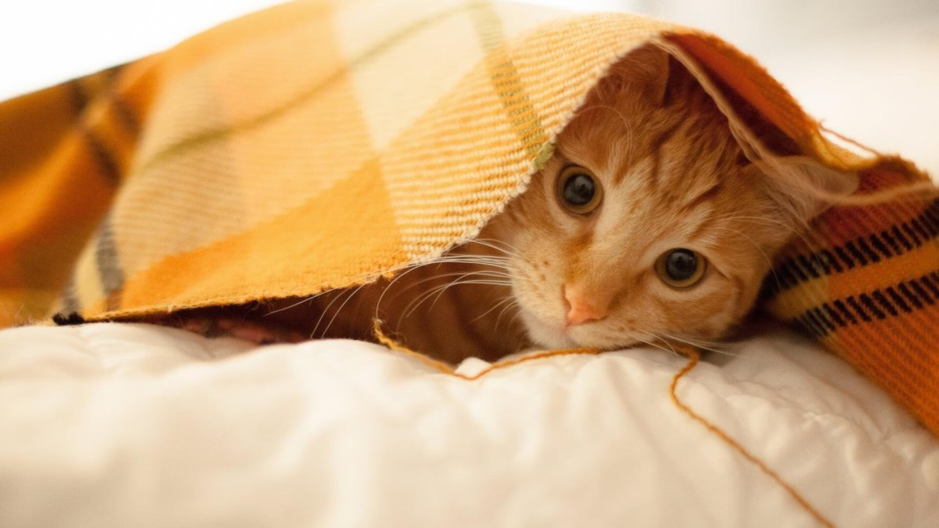 主力与替补在防守端是否存在明显差距,主力与替补在防守端是否存在明显差距