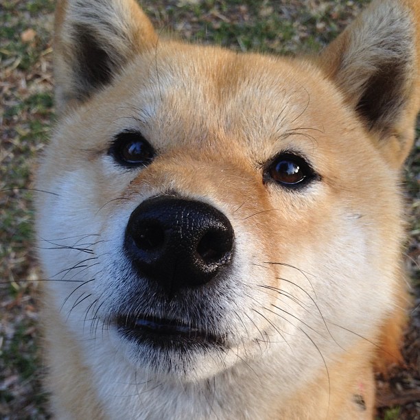 九游体育网站-澳大利亚队未来如何借助“混合团体赛制”提高团队实力