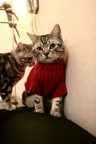 羽毛球赛事规则细节调整提升竞技公平，羽毛球比赛新规则及赛制