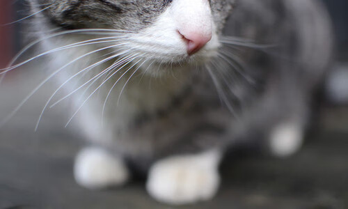 足球改革中政治因素的作用与影响，足球改革的看法