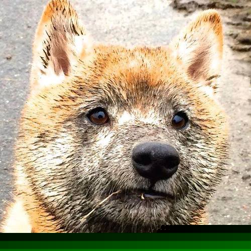 东京奥运乒乓球女团三连冠，东京奥运会女乒三强