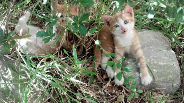 中国组合用速度与技巧完美结合，中国组合什么