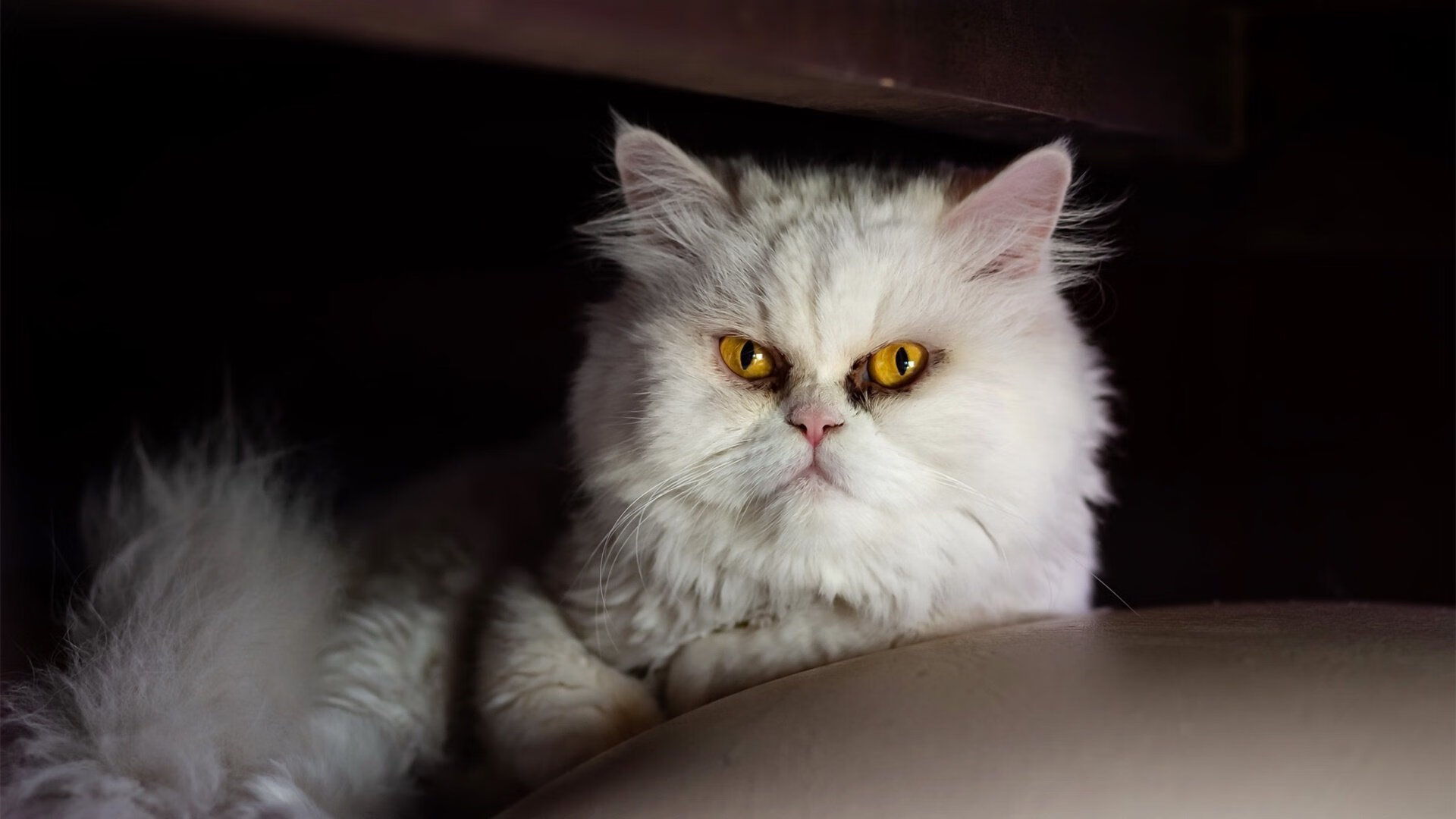 国内外足球明星公益巡展持续进行，推广体育精神，国内外的足球明星有哪些