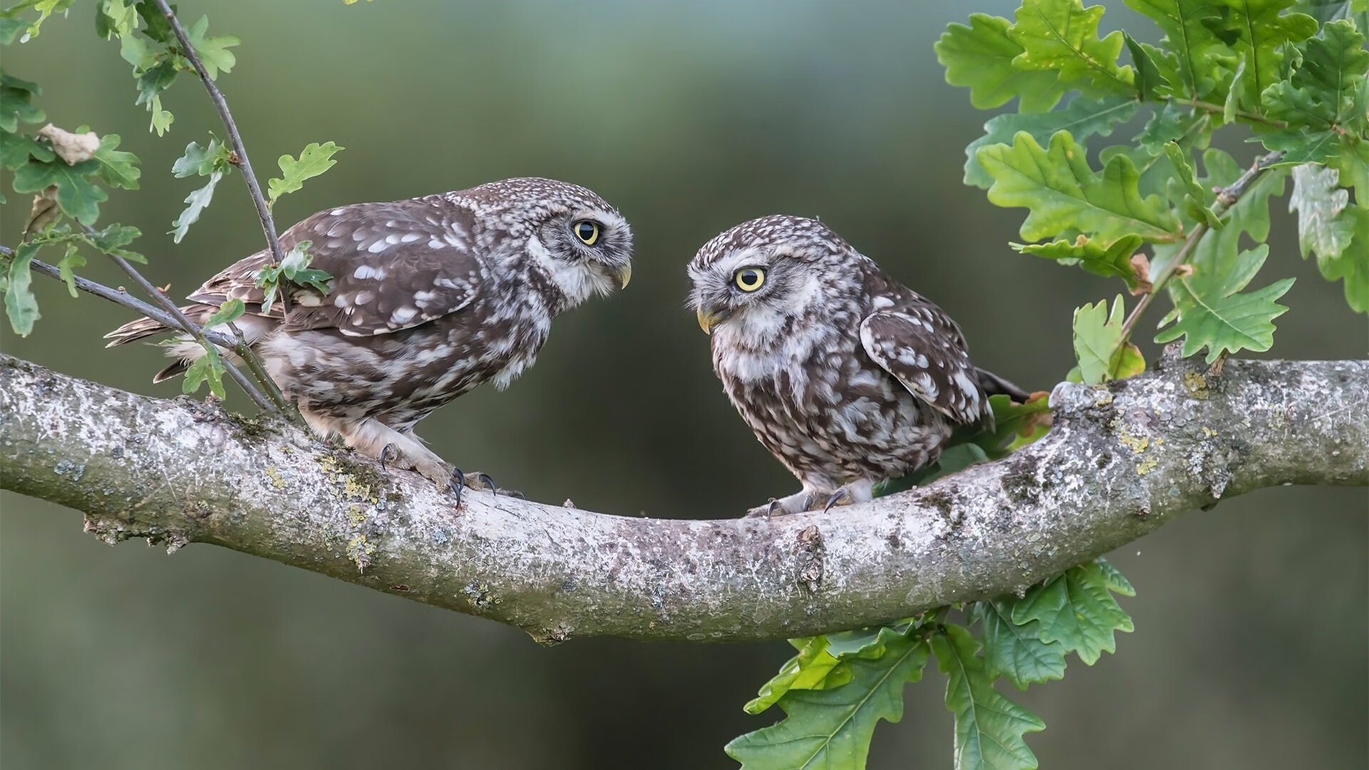 九游手机游戏-国王替补席表现抢眼成关键胜负手，国王转会